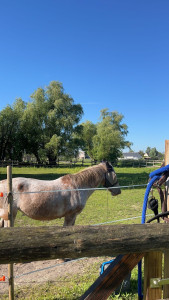 Photo de galerie - Visite chevaux, chèvre,..