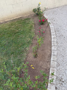 Photo de galerie - Par terre de rosiers en cours