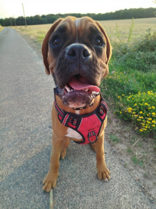 Photo de galerie - Garde chien