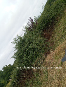 Photo de galerie - Nettoyage d'un roncier