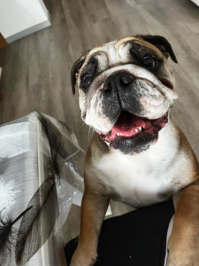 Photo de galerie - Hushaïa mignonne Bulldog Français que j'ai gardé 1 semaine 