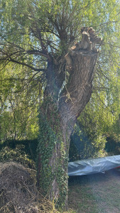 Photo de galerie - Coupe d’arbre 