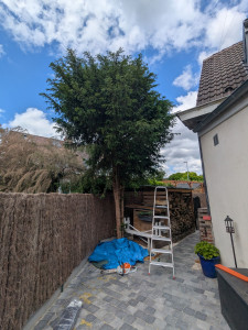 Photo de galerie - Elagage et coupe d'arbres