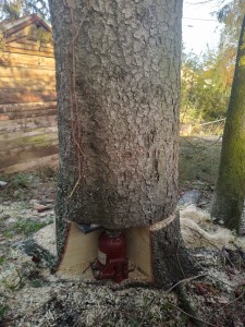 Photo de galerie - Abattage d'arbre dangereux au vérin hydraulique 