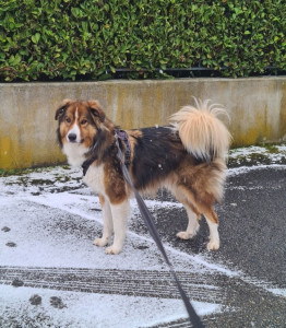 Photo de galerie - Garde chien