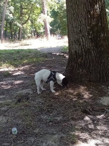 Photo de galerie - Garde chien