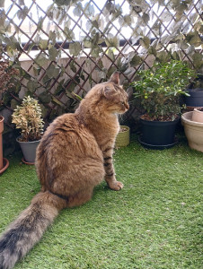 Photo de galerie - Garde chat