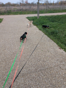 Photo de galerie - Balade avec mes chiens 