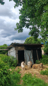 Photo de galerie - Animaux de la ferme
