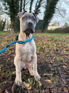 Photo de galerie - NOUGAT