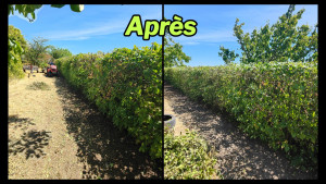 Photo de galerie - Après: Rabattage d'une haie de Carpinus Betulus (Charme)