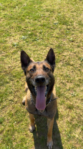 Photo de galerie - Mon chien