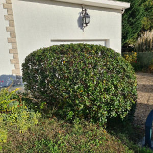 Photo de galerie - Taille d'arbuste 