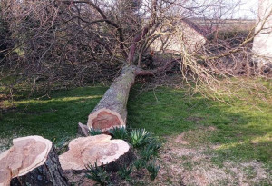 Photo de galerie - Voici un abattage d’arbre que j’ai réalisé 