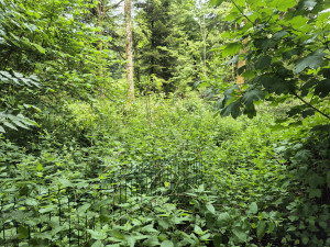 Photo de galerie - Tonte de pelouse - Débroussaillage