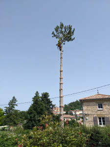 Photo de galerie - Démontage d'un pin en bordure de propriété surplombant la route et une ligne électrique 