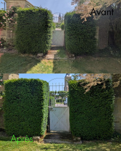 Photo de galerie - Taille de haie avant / après 