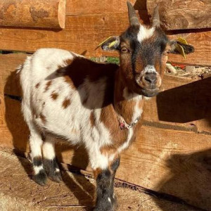Photo de galerie - Garde animaux