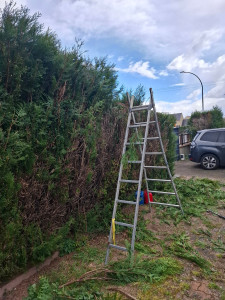 Photo de galerie - Taille de haie Évacuation 