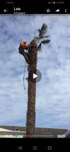 Photo de galerie - Élagage 