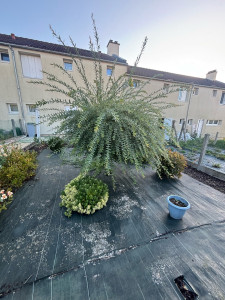 Photo de galerie - Taille de haies et d'arbustes