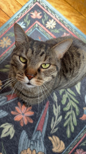 Photo de galerie - Garde de Neko à son domicile.