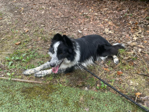 Photo de galerie - Garde régulière border collie