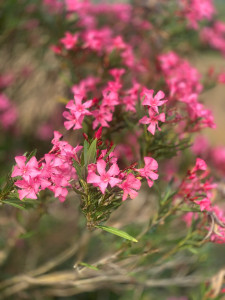 Photo de galerie - Mon laurier 