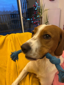 Photo de galerie - Patcha, un épagneul breton, gardé pendant 5 jours avec séquence jeux, promenade au parc, caresse à gogo.