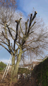 Photo de galerie - Elagage et coupe d'arbres