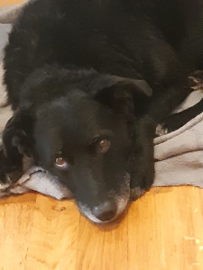 Photo de galerie - Garde chien