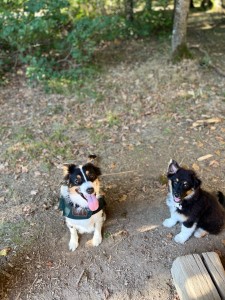 Photo de galerie - Garde chien