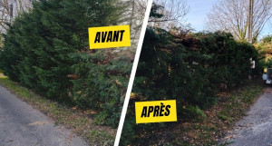 Photo de galerie - Gros chantier de taille de haie . 