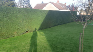 Photo de galerie - Taille de haie de cyprès 