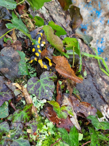 Photo de galerie - Et quand on bosse  avec  la nature  on fait  des  belles  découvertes  .