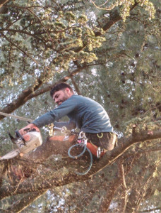 Photo de galerie - Élagage de bois mort sur un cèdre 