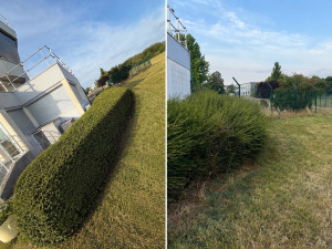 Photo de galerie - Remise à niveau de la petite haie 