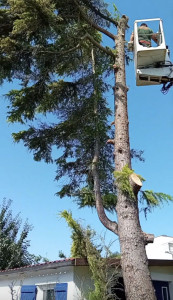 Photo de galerie - Taille des branches et peut-être les arbres et coupe les arbres