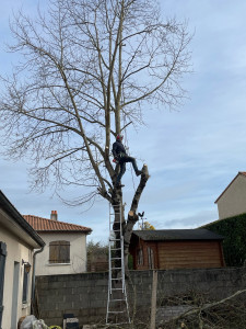 Photo de galerie - Élagage