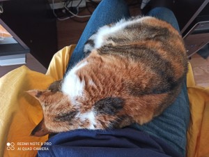 Photo de galerie - Voici mon chat Pipelette. Je l'ai depuis 3 ans maintenant, et elle se porte très bien, comme vous pouvez le constater ?
