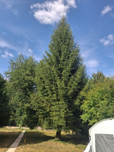 Photo de galerie - Étêtage d'un Sapin 1/2