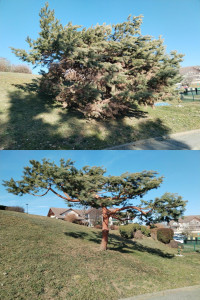 Photo de galerie - Pin sylvestre