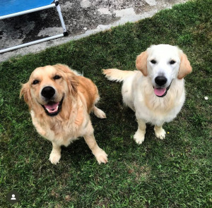 Photo de galerie - Garde chien