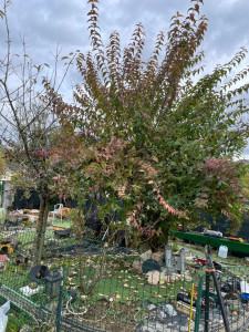 Photo de galerie - Elagage et coupe d'arbres