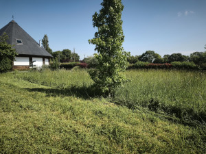 Photo de galerie - Tonte 