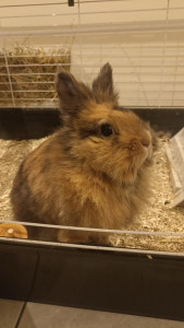 Photo de galerie - Garde de 8 mois d’une lapine, changement de cage balade en liberté dans la maison et caresse à volonté 