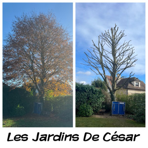 Photo de galerie - Taille de réduction d’un hêtre 