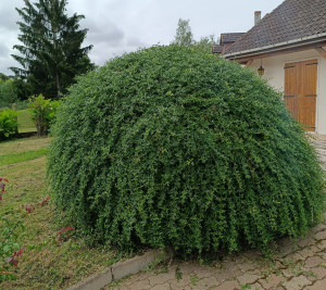 Photo de galerie - Taille en boule d un jasmin d hiver (jasminum nudiflorum)