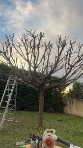 Photo de galerie - Elagage et coupe d'arbres