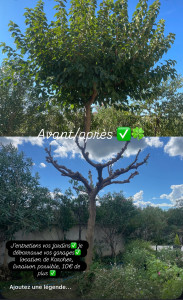 Photo de galerie - Taille d’arbre ✅